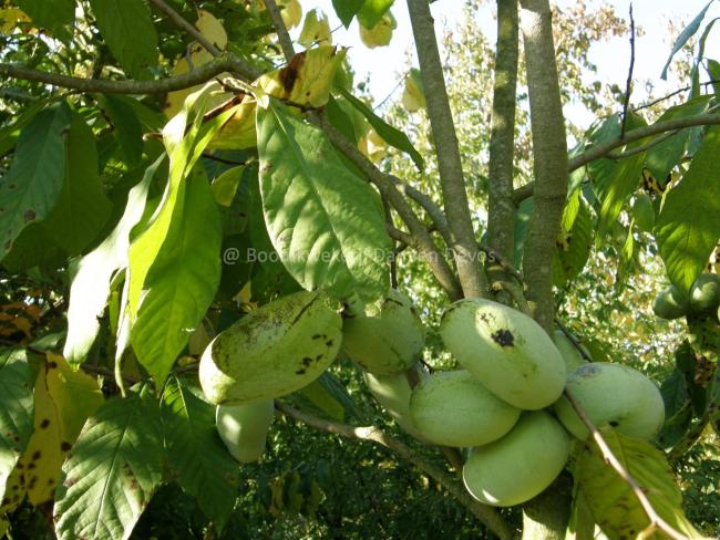 Asimina triloba