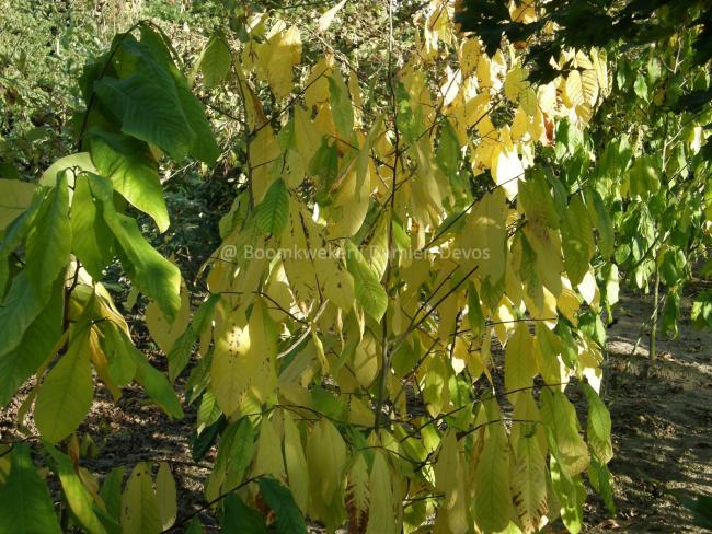 Asimina triloba