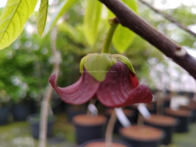 Asimina triloba