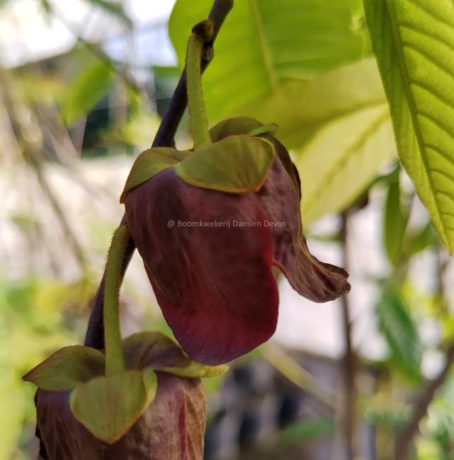 Asimina triloba 'Sunflower'