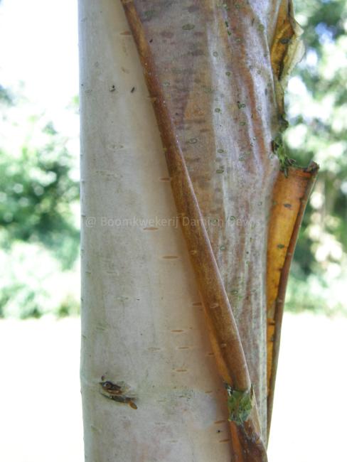 Betula albosinensis 'Fascination'