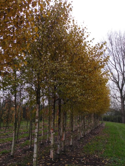 Betula albosinensis 'Fascination'