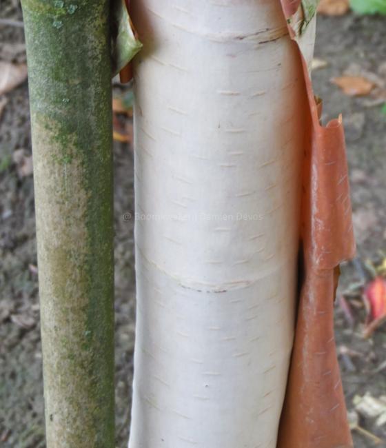 Betula albosinensis 'Fascination'