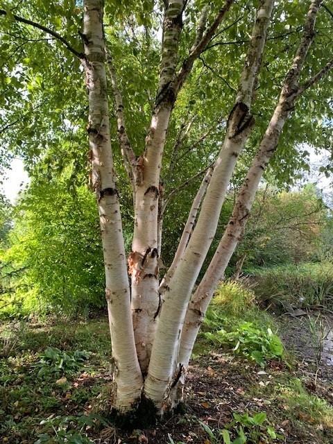 Betula albosinensis 'Fascination'