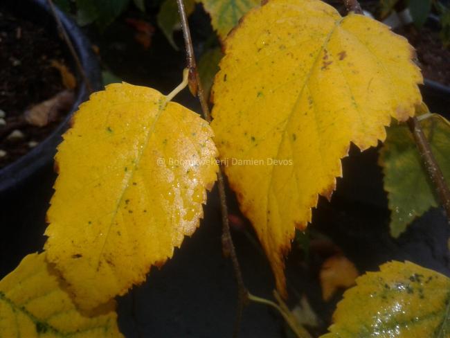 Betula albosinensis 'Hergest'