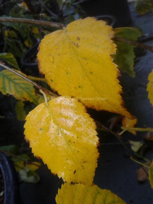 Betula albosinensis 'Hergest'