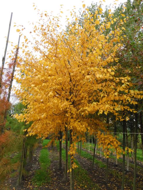 Betula alleghaniensis