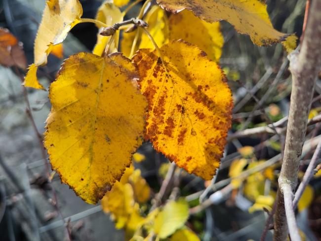 Betula albosinensis 'Pink Champagne'