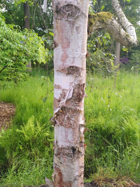 Betula szechuanica