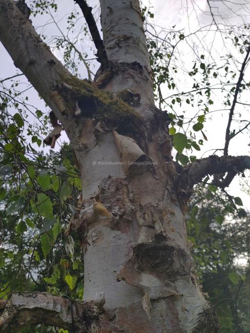 Betula szechuanica