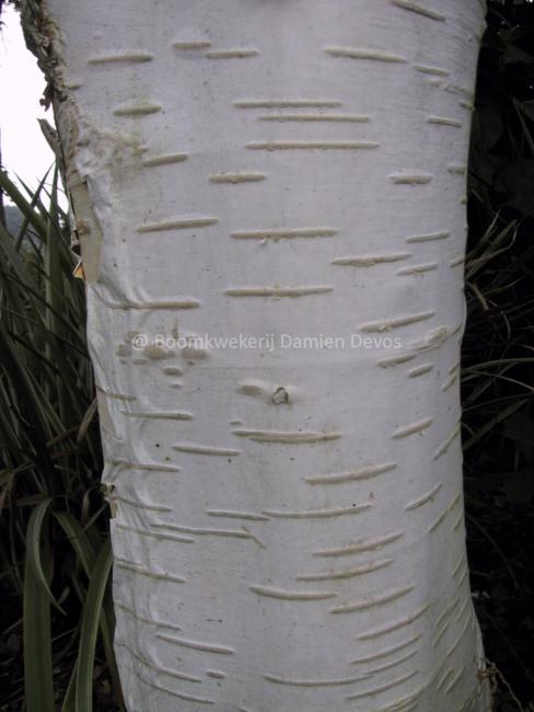 Betula utilis subsp. jacquemontii