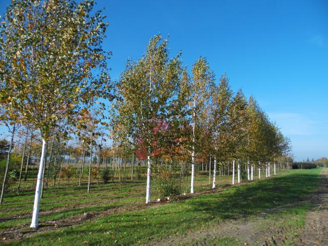 Betula utilis subsp. jacquemontii