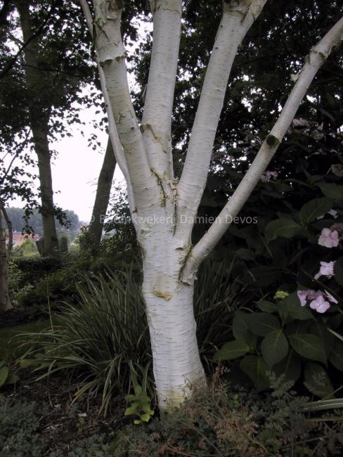 Betula utilis subsp. jacquemontii