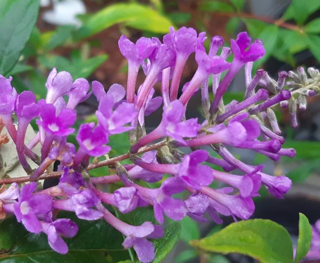 Buddleja 'Argus Velvet' ®