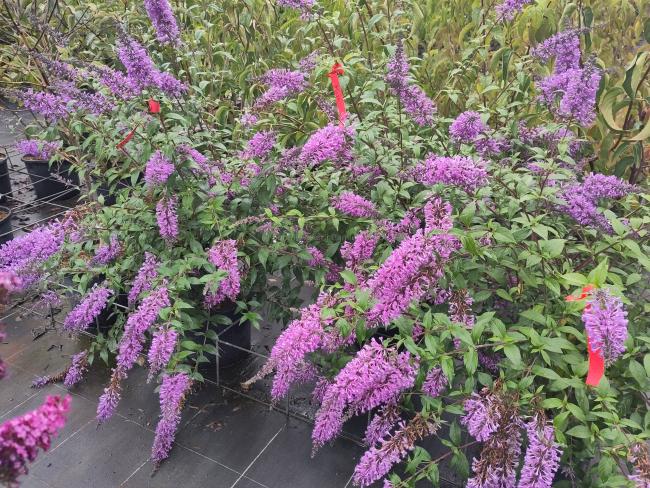 Buddleja 'Argus Velvet' ®