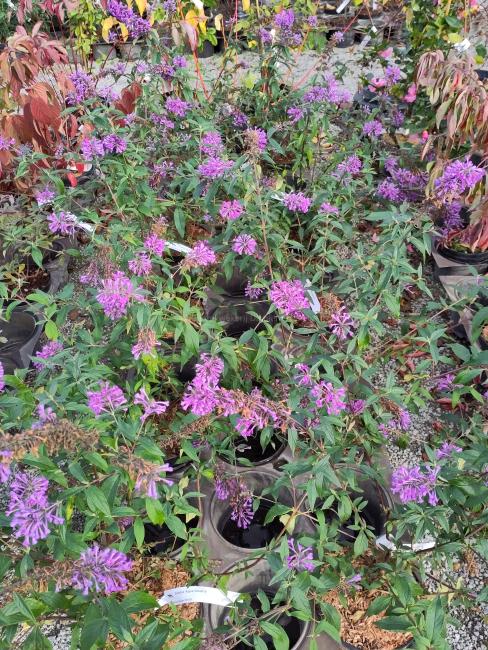 Buddleja 'Argus Velvet' ®