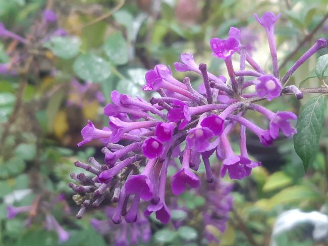 Buddleja 'Argus Velvet' ®