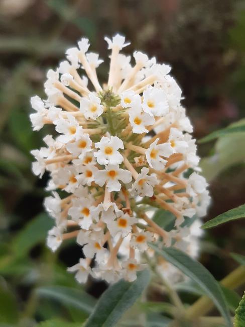 Buddleja davidii 'Buzz Ivory'