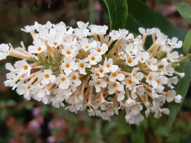 Buddleja davidii 'Buzz Ivory'