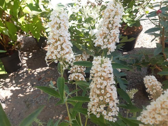 Buddleja davidii 'Buzz Ivory'