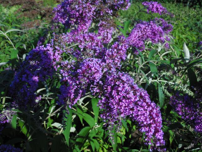 Buddleja davidii 'Dartmoor'