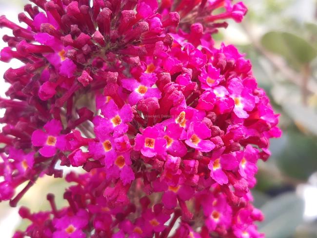 Buddleja davidii 'Funky Fuchsia' ®