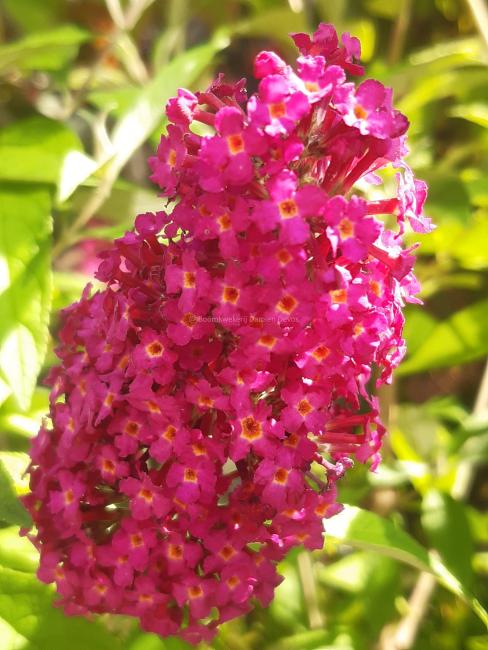 Buddleja davidii 'Funky Fuchsia' ®