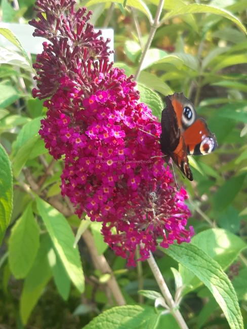 Buddleja davidii 'Funky Fuchsia' ®