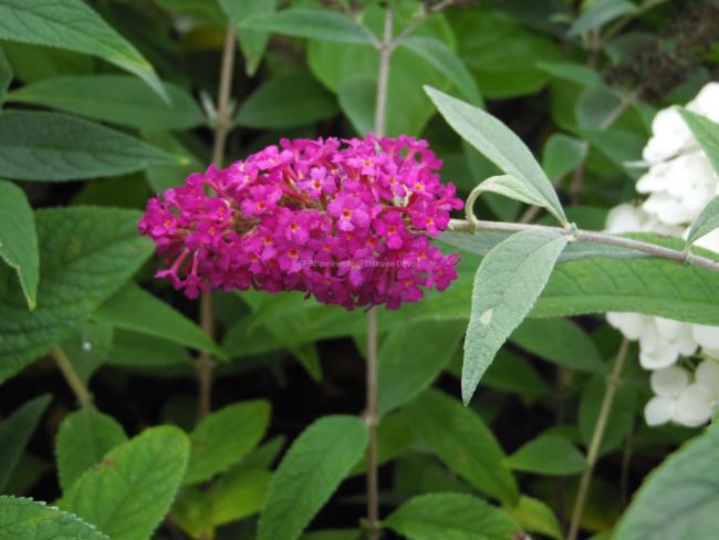 Buddleja davidii 'Miss Ruby'