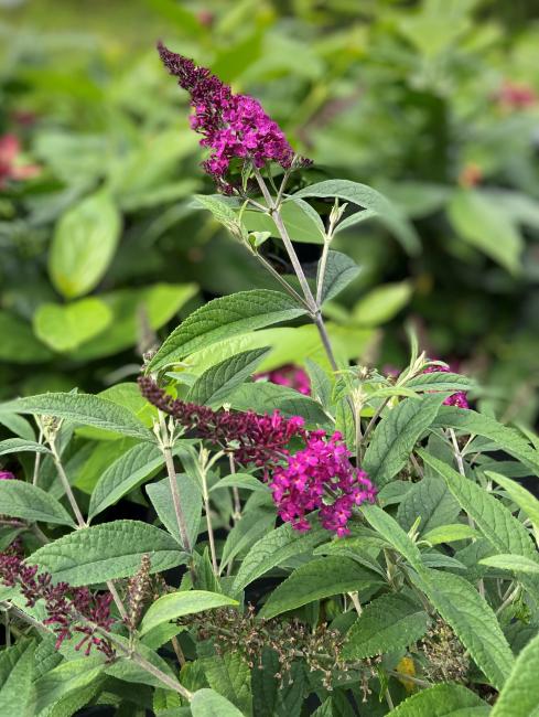 Buddleja davidii 'Miss Ruby'