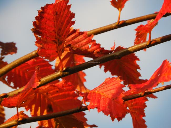 Carpinus betulus 'Rockhampton Red' ®