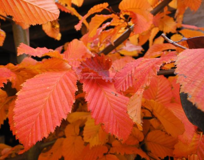 Carpinus betulus 'Rockhampton Red' ®