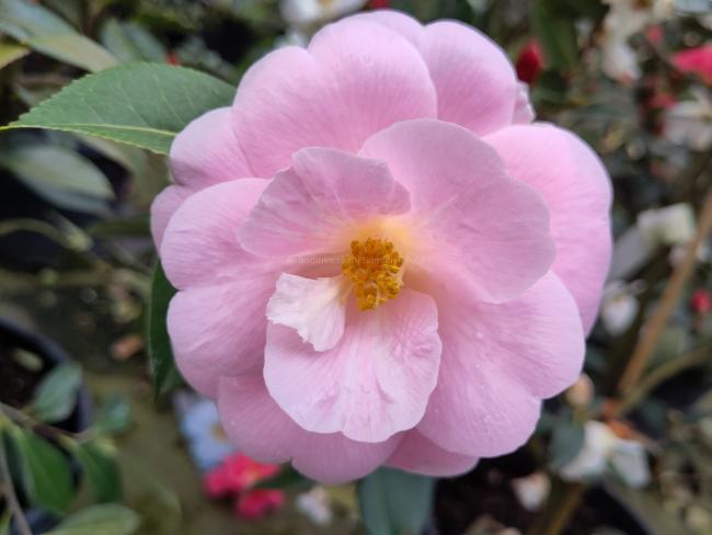 Camellia 'Citation'