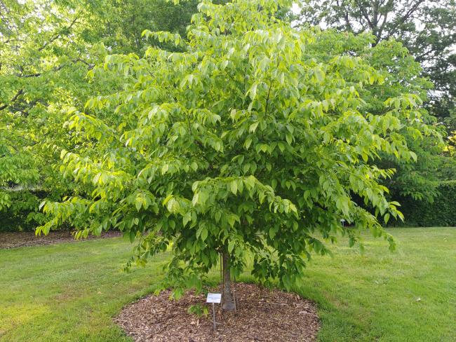 Carpinus caroliniana 'Red Fall'