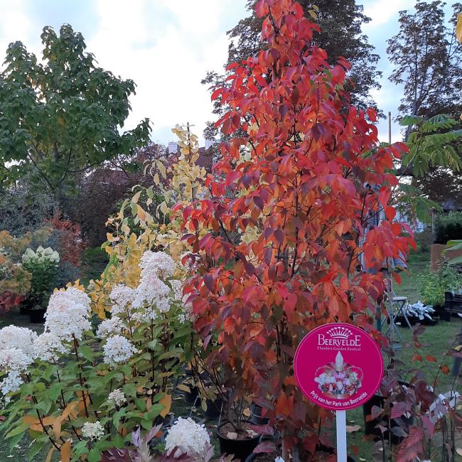 Carpinus caroliniana 'Red Fall'