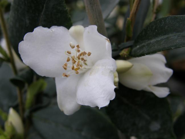 Camellia cuspidata