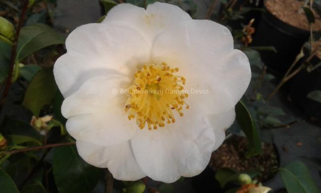 Camellia 'Fuji'