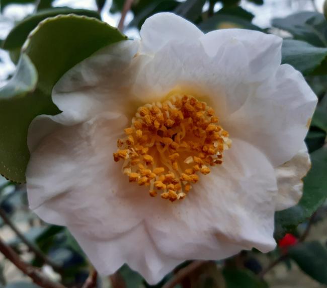 Camellia 'Fuji'
