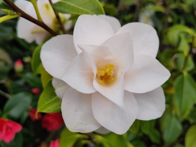 Camellia 'Hagoromo'