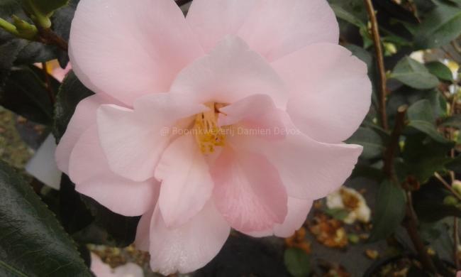 Camellia 'Hagoromo'