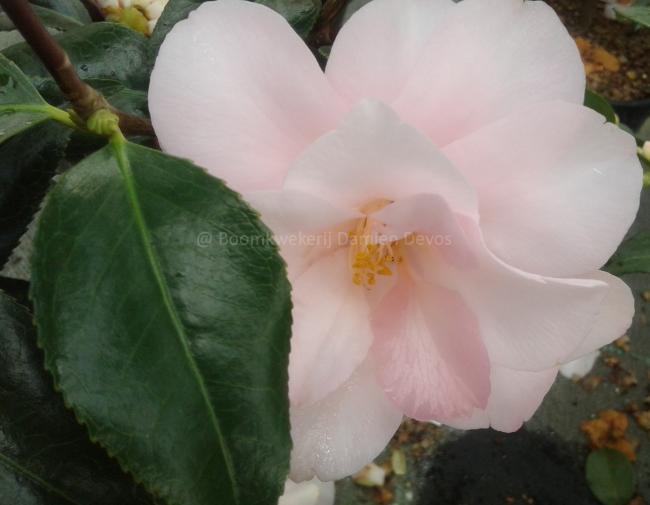 Camellia 'Hagoromo'