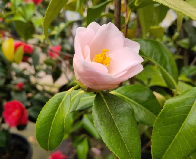 Camellia 'Hagoromo'