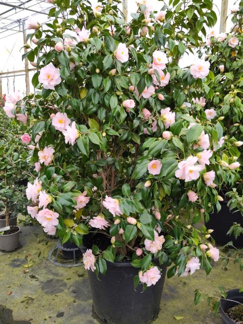 Camellia 'Hagoromo'