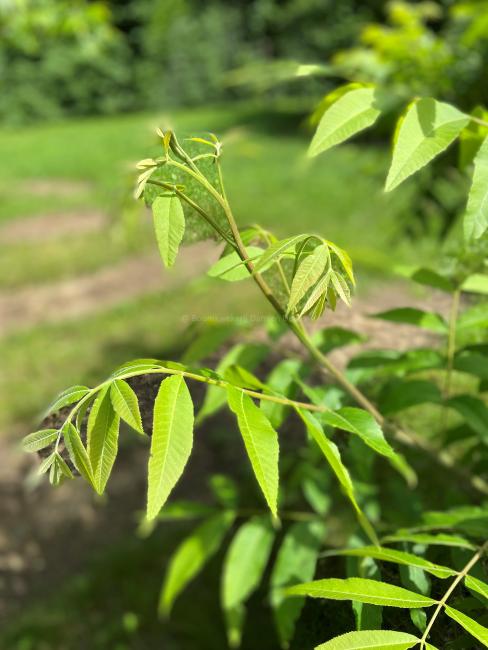 Carya illinoinensis