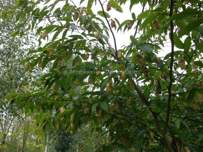 Carpinus japonica