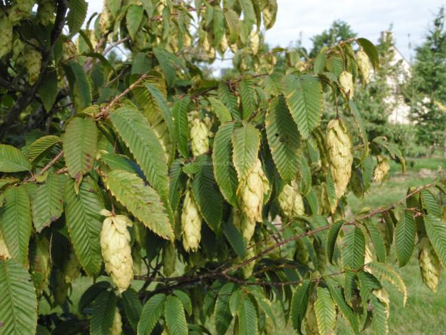 Carpinus japonica