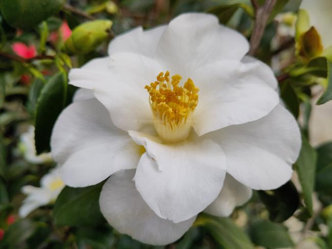 Camellia japonica 'Triphosa'