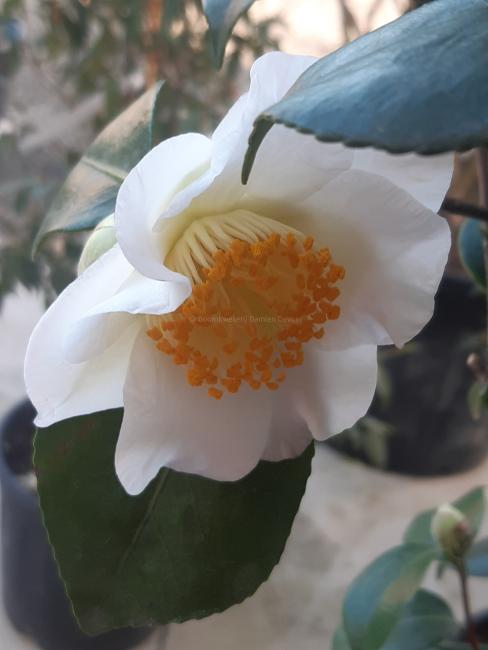 Camellia japonica 'Yukimi-guruma' (= Amabilis)