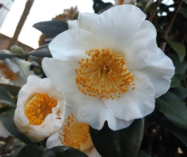 Camellia japonica 'Yukimi-guruma' (= Amabilis)
