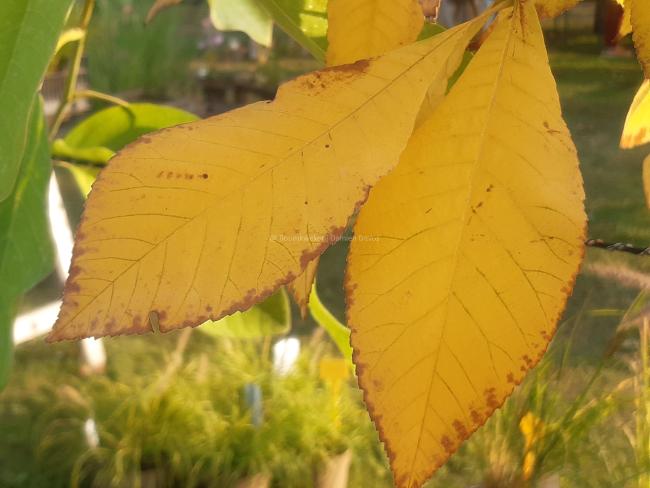 Carya ovata